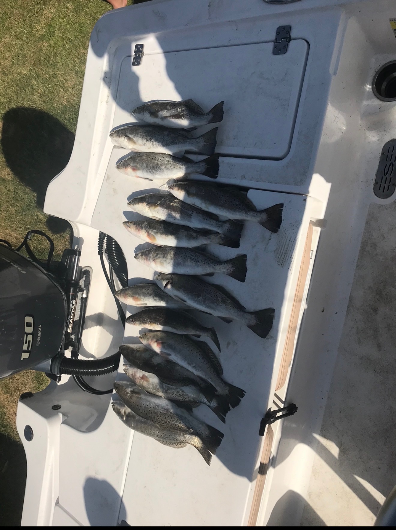 Limit of Galveston Bay speckled trout laid out on the deck of the bay boat